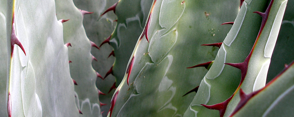 Photographie - cactus