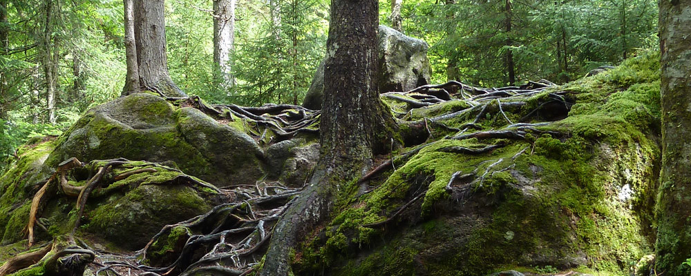 Photographie - Dans une forêt près de chez vous...